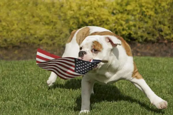 Angol bulldog kölyökkutya lengeti az amerikai zászlót