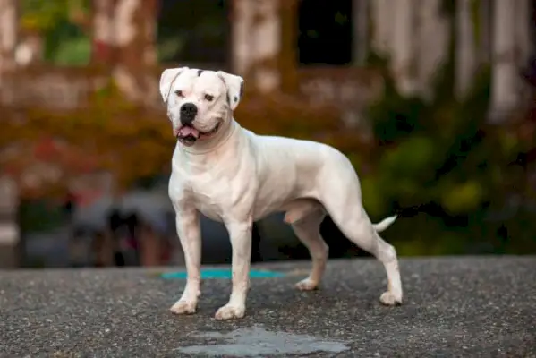fehér amerikai bulldog a parkban