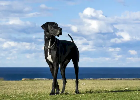 grand chien danois debout au bord de la mer