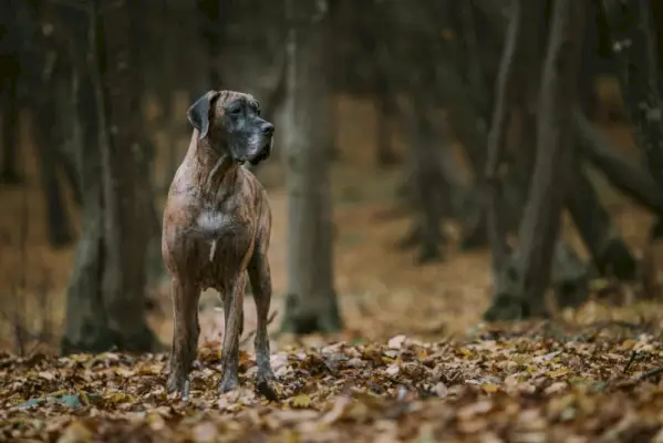 Grand chien danois dans la forêt en automne