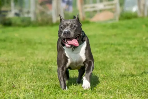 Blå brindle pitbull på gräset