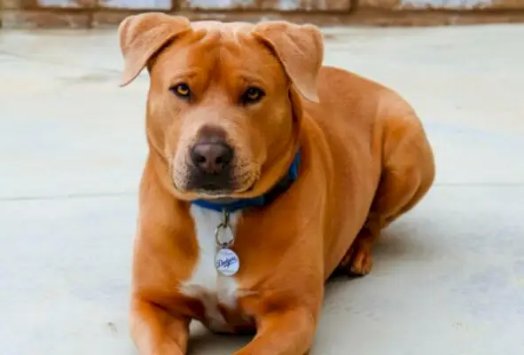 pitbull och golden retriever blandras