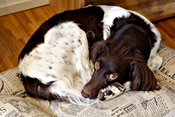 Мали Мунстерландер