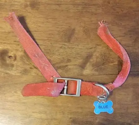 Blues krage hadde ikke hurtigfeste.