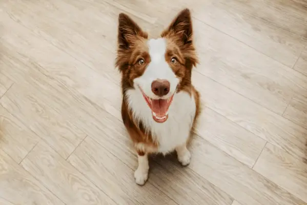 border collie kutya ül a földön, és felnézett