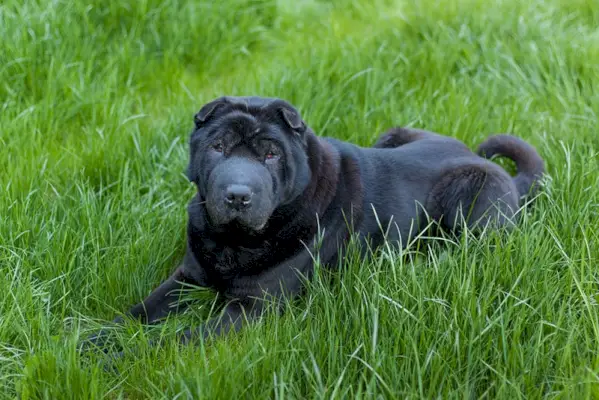 svart shar pei hund liggande på gräs