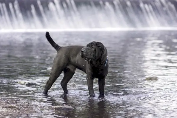 blå shar pei hund står i vattnet