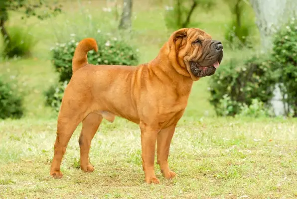 brun shar pei står på ängen