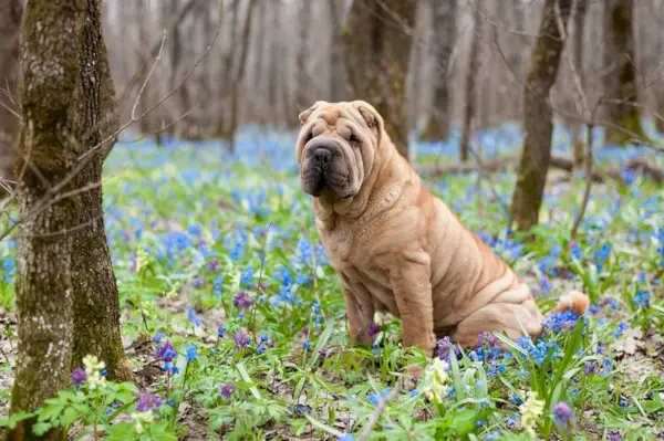 fawn shar pei hund sitter utomhus