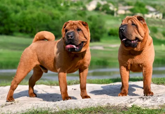 röda shar pei-hundar i berget