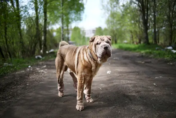 röd fawn shar pei hund står på vägen