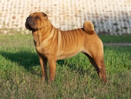 Shar-Pei-färger: 20 pälsfärger förklarade (med bilder)