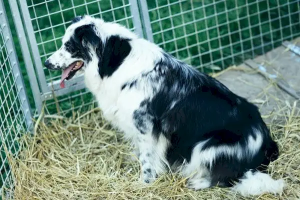 De quelle taille de caisse un Border Collie a-t-il besoin ? Faits et FAQ