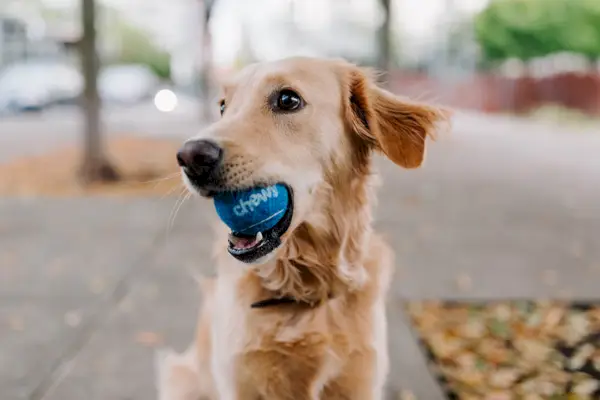 Kauwspeeltje voor honden_Chewy_Unsplash