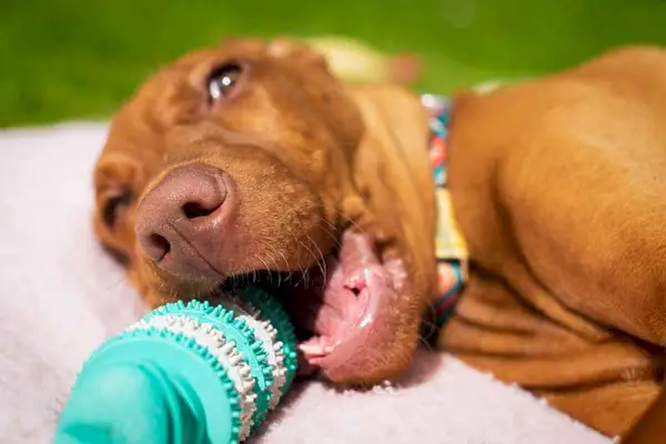 Het leuke vizslapuppy speelt met tanden die kauwspeelgoed voor honden schoonmaken