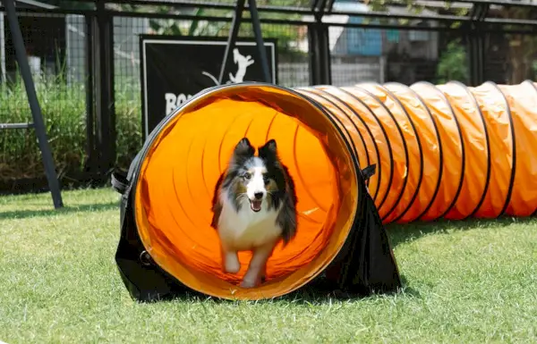 Hond loopt door speeltunnel