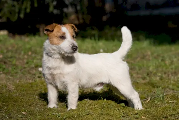 jack russell terrier hund stående utomhus