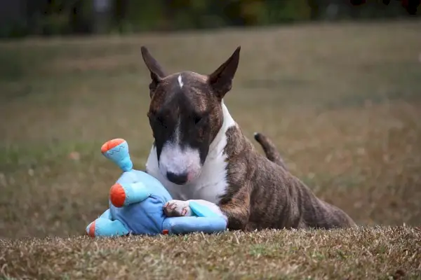 miniatyr bull terrier hund leker med sin leksak