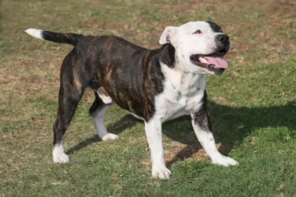 Staffordshire Bull Terrier hund står utomhus