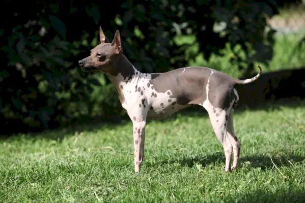 Amerikansk hårlös terrierhund som står på gräs