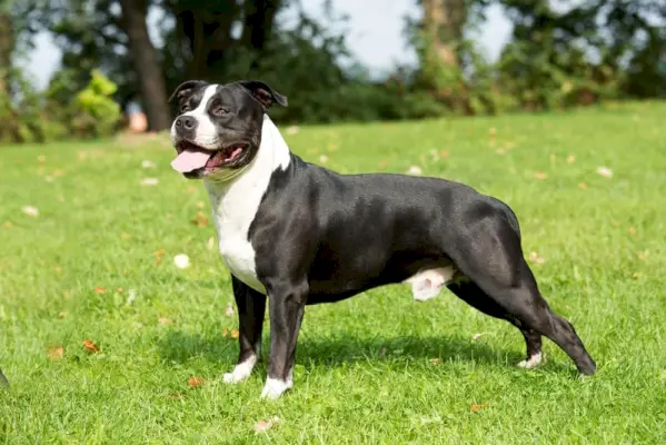 amerikansk staffordshire terrier på gräset