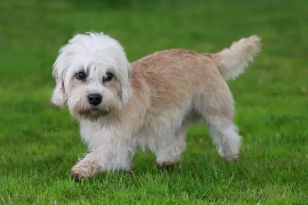 Dandie Dinmont Terrier går på gräs