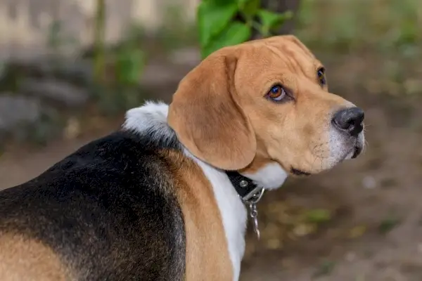 prim plan al unui câine beagle purtând un guler negru