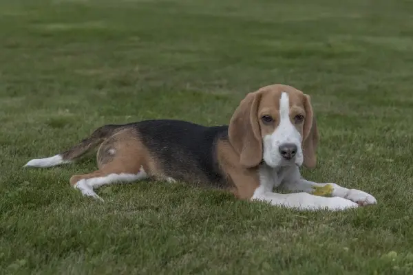 câine beagle întins afară pe iarbă
