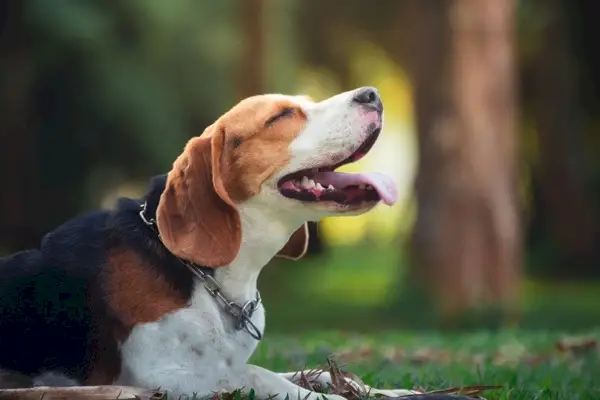 un adorabil beagle întins pe iarbă în aer liber