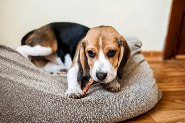 cățeluș beagle care mestecă bățul de bătăuș