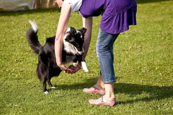 Hund macht Tricks mit Besitzer