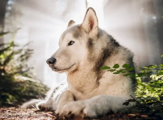 Loki de Wolfhond ligt in het bos
