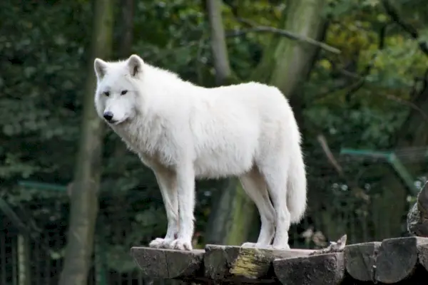 witte wolf staande op het bos