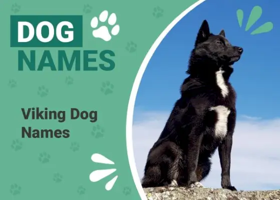 Vikinghondennamen