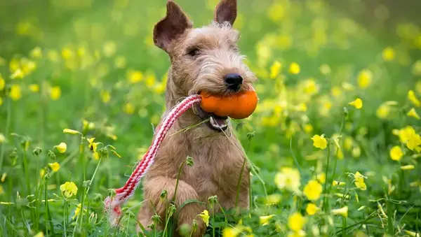 Lakeland Terrier
