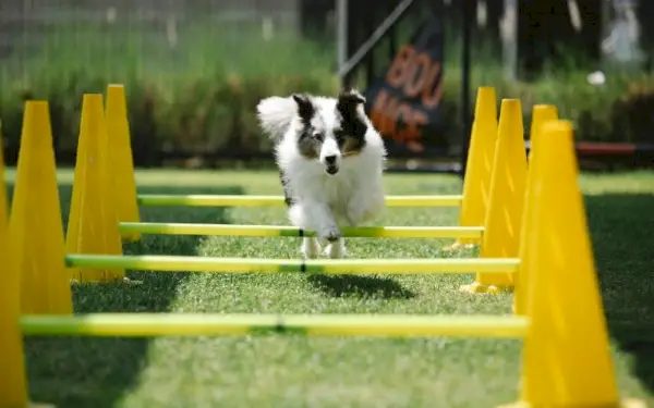 câine collie sărind peste cursa cu obstacole agilitate