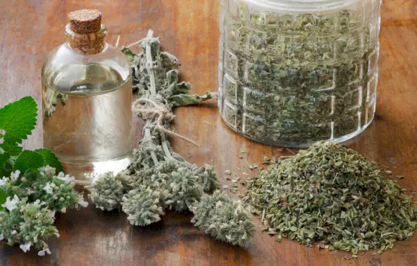 frische und getrocknete Katzenminze