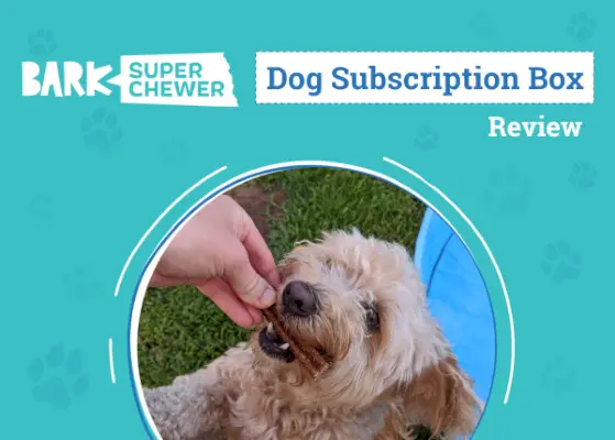BARK Review 2024: Expert's Breakdown - Super Chewer