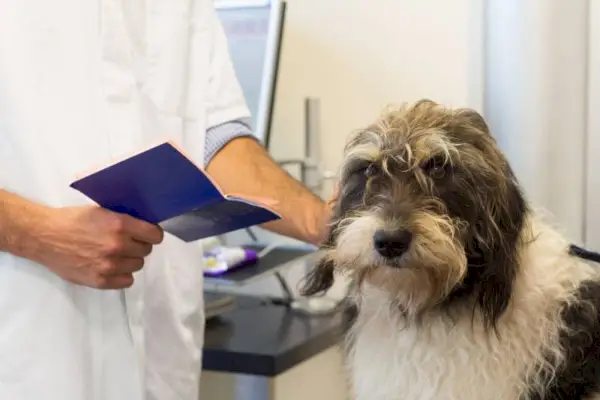 perro en la mesa por el veterinario