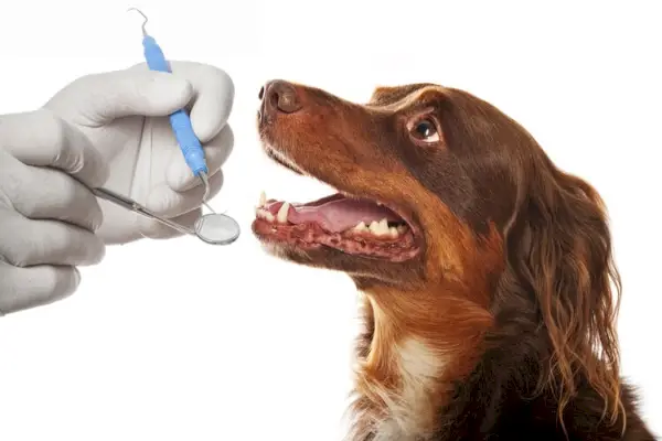 perro en dentista, limpieza detallada