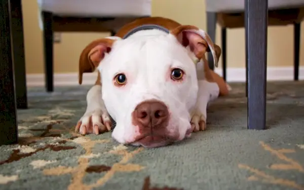 perro acostado en la alfombra