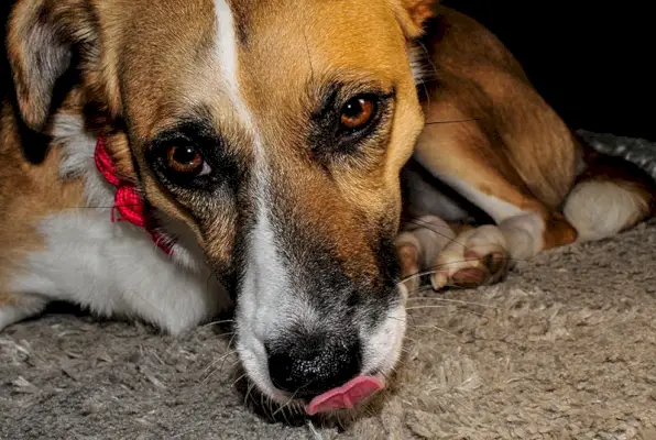 perro blanco-rojo lamiendo