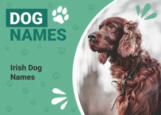 225 irske hundenavne: Populære betegnelser for heldige hvalpe