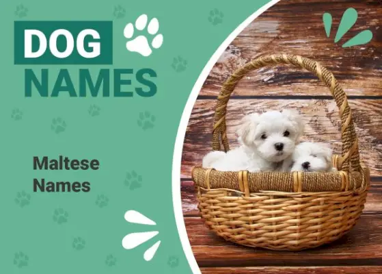 400 populære og unikke maltesiske navne