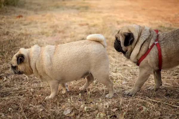 8 lindas cores e padrões de Pug (com fotos)