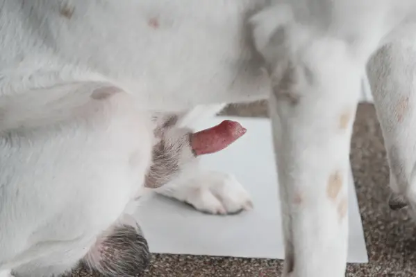 Nahaufnahme des erigierten Penis eines Hundes