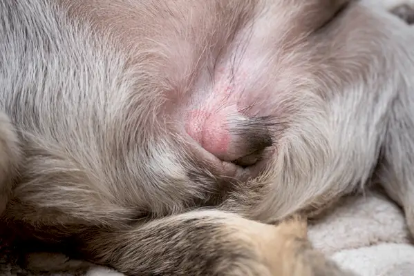 Genitalien der Hündin