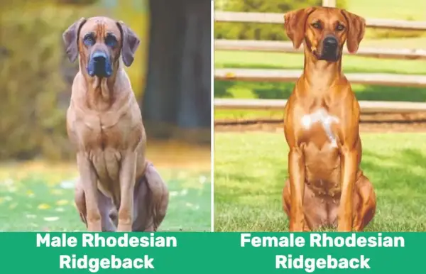 Hann vs kvinnelig Rhodesian Ridgeback