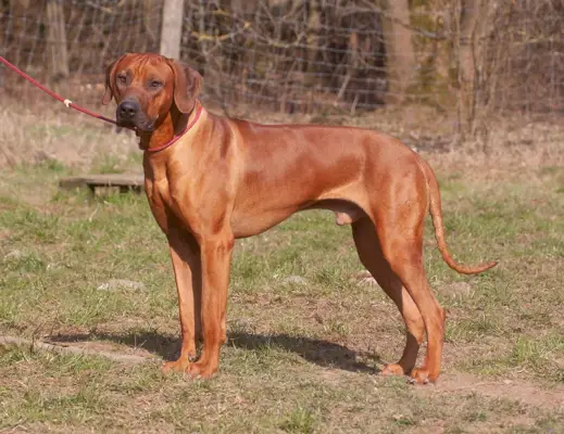 rhodesian ridgeback hund i bånd utendørs