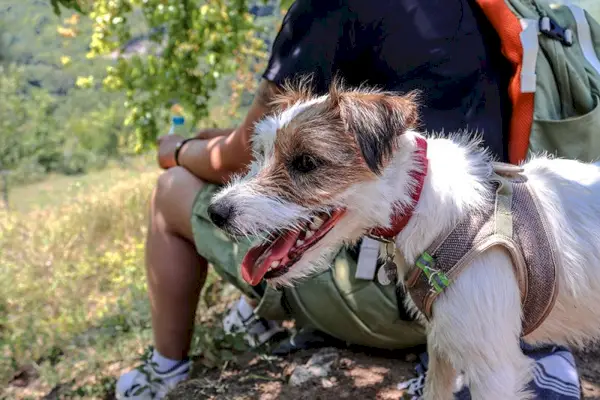 Jack Russell teriér odpočíva v lete v prírode. Poľovný pes na prechádzke v túre